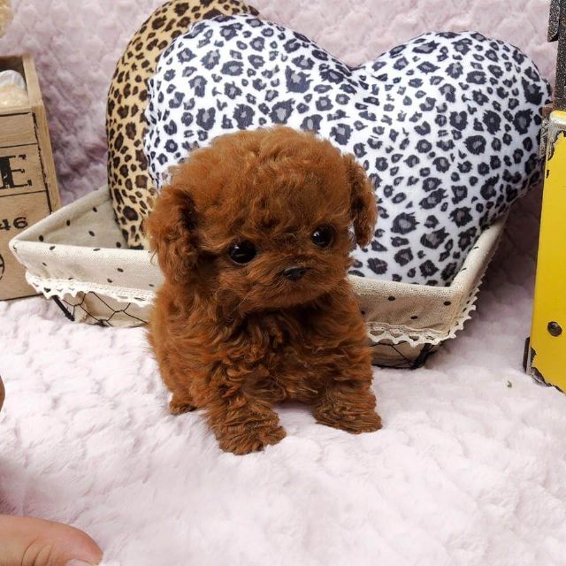 Teacup Poodle Puppies Ready For New Home ALBANY NEW YORK Pets For Sale