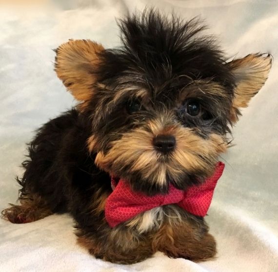 Cute Teacup yorkie puppies for sales CASPER WYOMING Pets For Sale