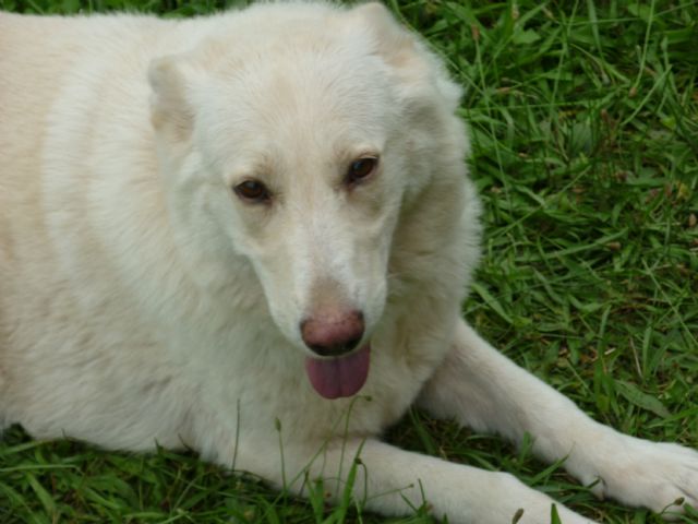 NEW ANIMAL RESCUE SERVICE IN SOUTHEASTERN OHIO