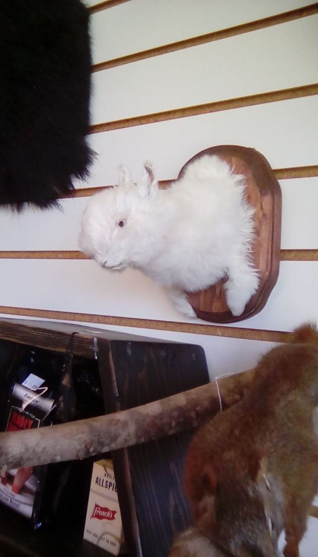 Possum butt Sioux Falls, South Dakota