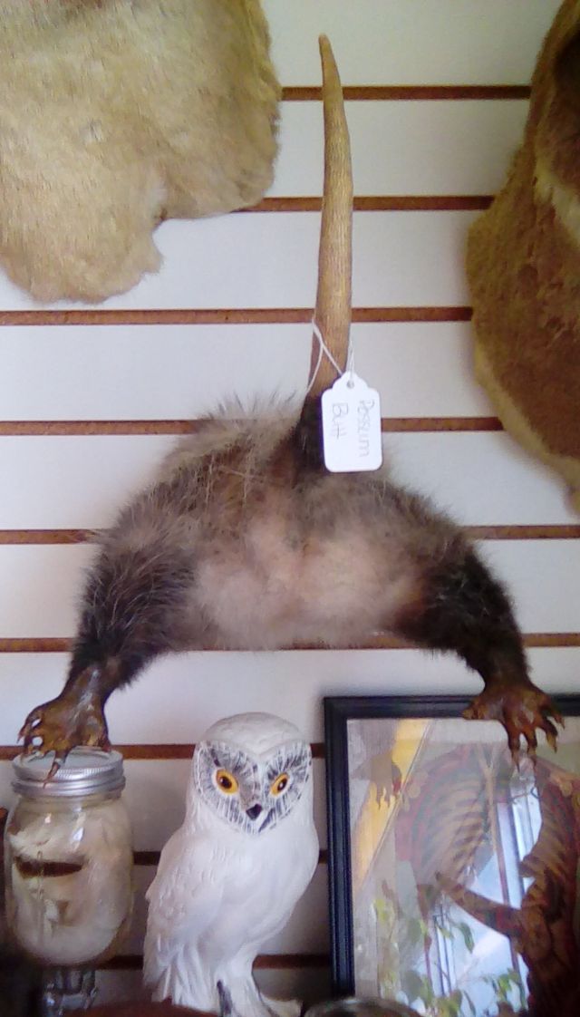 Possum butt Sioux Falls, South Dakota