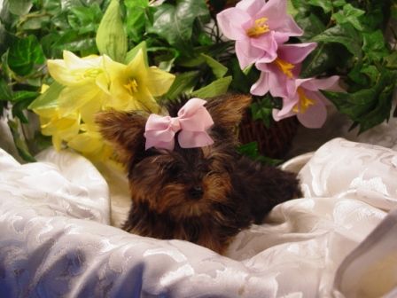 Yorkies, Maltese, Designer Breeds, and More