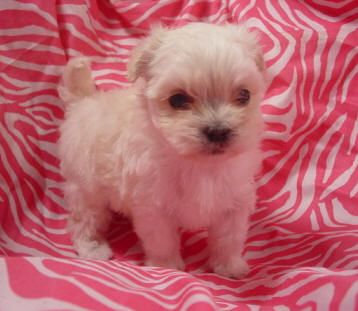 Yorkies, Poodles, Maltese, and Designer Breeds!
