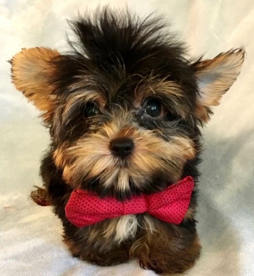 Cheap yorkie puppies For Sale FORT MYERS FLORIDA Pets For Sale