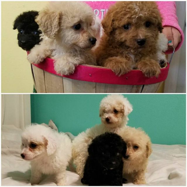 Poodles puppies to good home KILLEEN TEXAS Pets For Sale Classified Ads