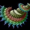 Fractal Flowers