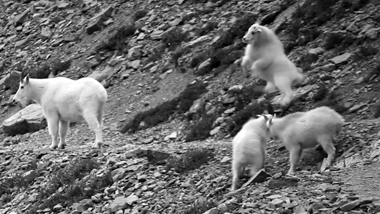 A Weekend in Glacier National Park Grizzly... LIGHT AND DARKNESS