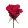 Online Florist, Flowers, Gifts