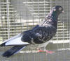 2005nbrcg0659