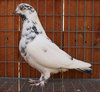 Img_0222