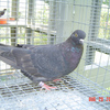 05nbrcb2636