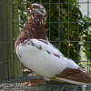 2005nbrcw0687