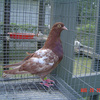 05nbrcb2640