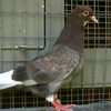 2006nbrcg1739