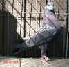 Freewaycock215