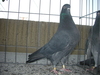 Cimg0529