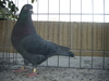 Cimg0524