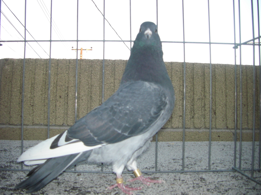 Cimg0527