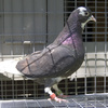 2006nbrcg1273