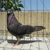 Cimg0034