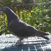 1078_muff_hen