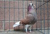 Wsrc_165_chizzle_hens_mother