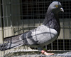 2006nbrcg1765