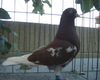 Cimg4339