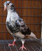 Img_1909