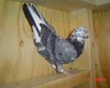 Dsc00795