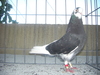 Cimg0836