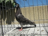 Cimg0894