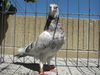 Cimg0908