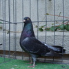Chizzle_hen
