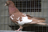 Hen