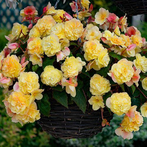 Image of Begonia Fragrant Falls Hanging Basket Rattan 10''