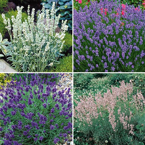 Image of DM Lavender Offer x 12 plug plants