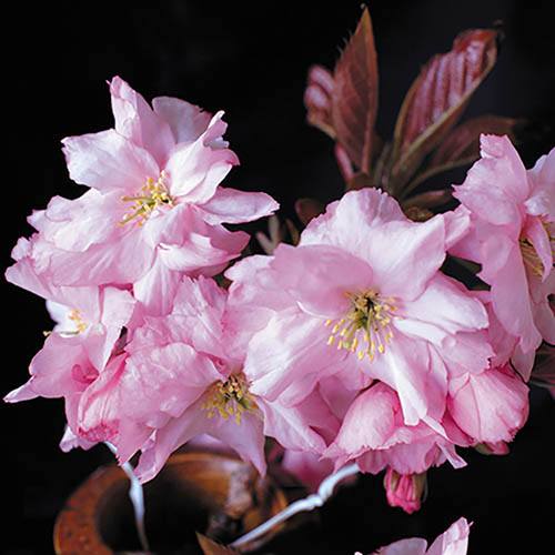 Image of Flowering Cherry "Royal Burgundy" tree potted