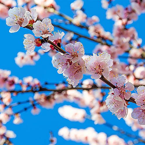 Image of Flowering Cherry 'Brilliant'