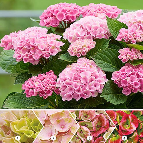 Image of Hydrangea Magical Revolution Pink 10cm