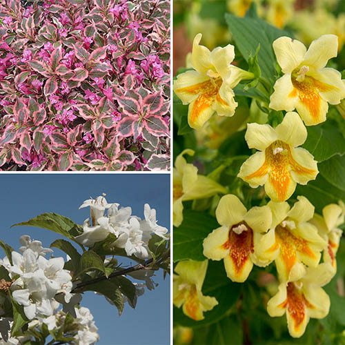 Image of Weigela Collection 3 x 9cm