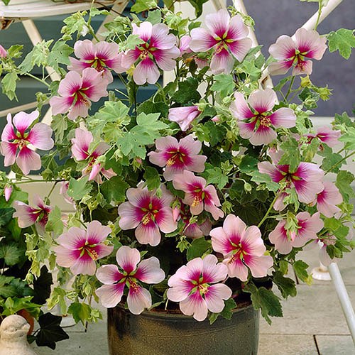 Image of Lavatera maritima 3L