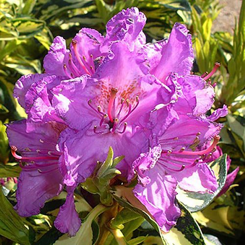 Image of Rhododendrons Hardy Hybrid Molten Gold 7L