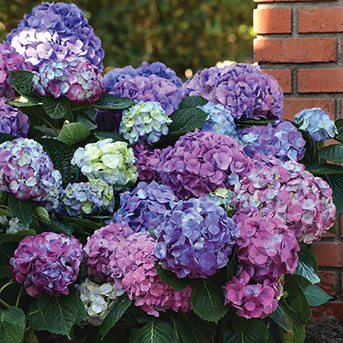 Image of Hydrangea LA Dreamin' 9cm