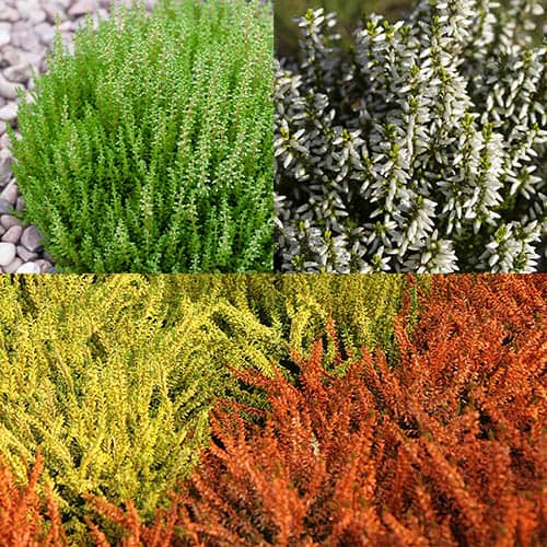 Image of Summer Flowering Heather Mix 6 x 9cm