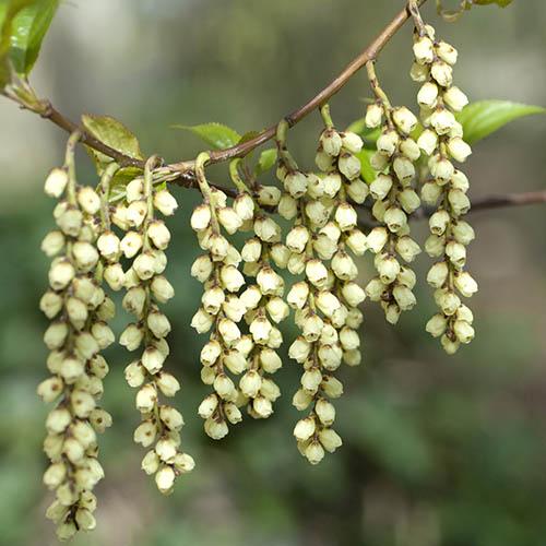 Image of Stachyrus praecox 3L