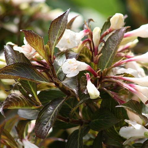 Image of Weigela 'Black and White' 3L