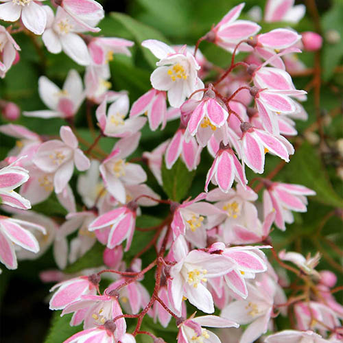 Deutzia Yuki Cherry Blossom image