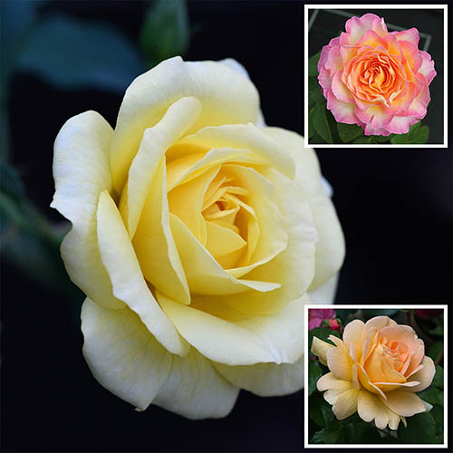 Image of National Parks Rose Collection 3 x 10.5cm
