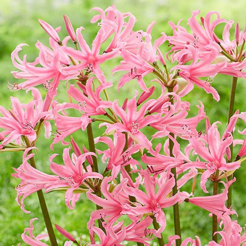 Image of Amarine 'Belladiva' 16/18 pack x 10